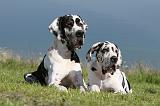 DOGUE ALLEMAND 042